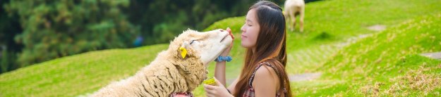 Taiwanese woman playing with a sheep